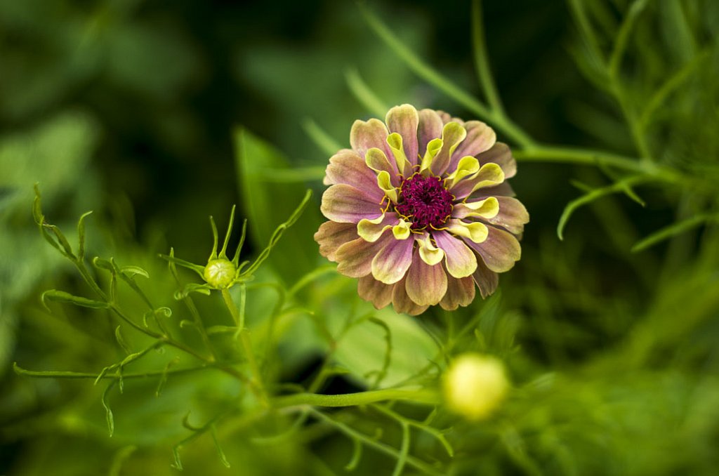 Zinnia elegans 'Queeny Lime Red'